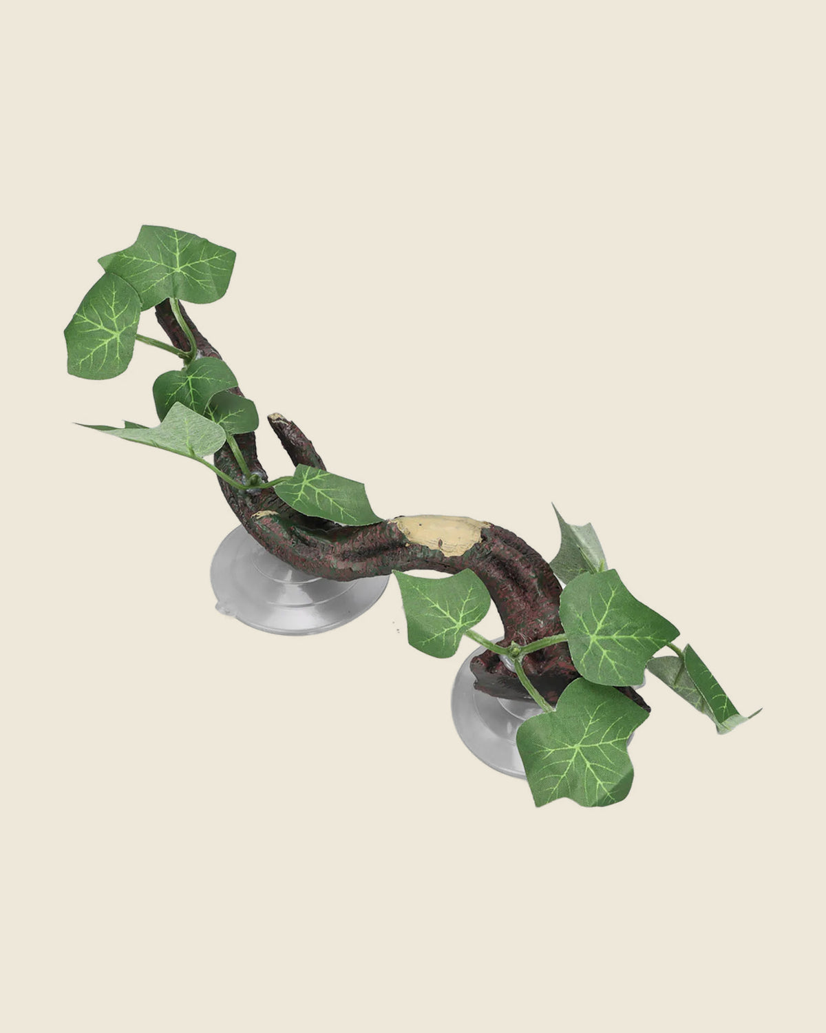 Suction cup branch with ivy leaves, side view, studio photo